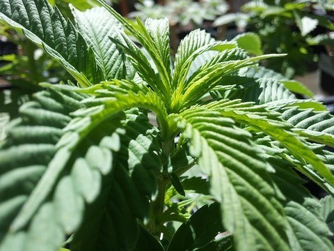 Landlords Urged To Weed Out Cannabis Farms