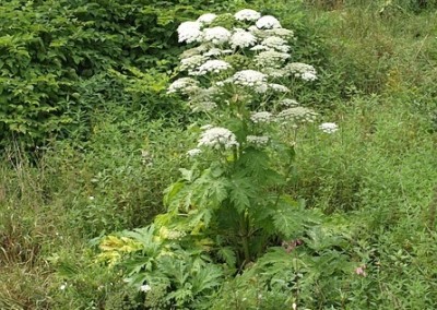 ASBO Threat To Landlords Who Fail To Control Weeds