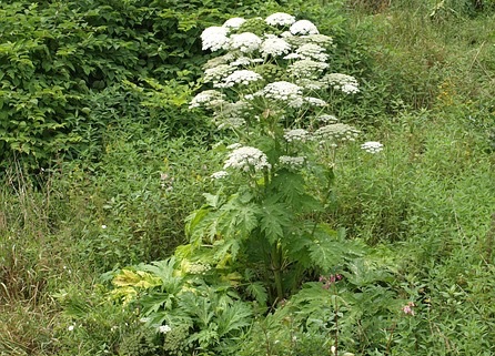 Giant Hogweed