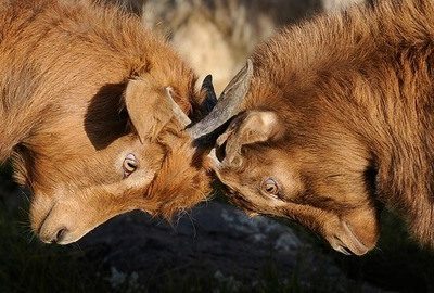How To Comply With The Alternative Dispute Resolution Regulations