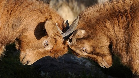 How To Comply With The Alternative Dispute Resolution Regulations