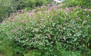 Himalayan Balsam