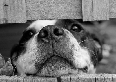Tenant Guilty Of Fraud For Moving Pets Into Buy To Let
