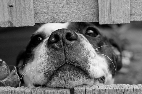 Tenant Guilty Of Fraud For Moving Pets Into Buy To Let