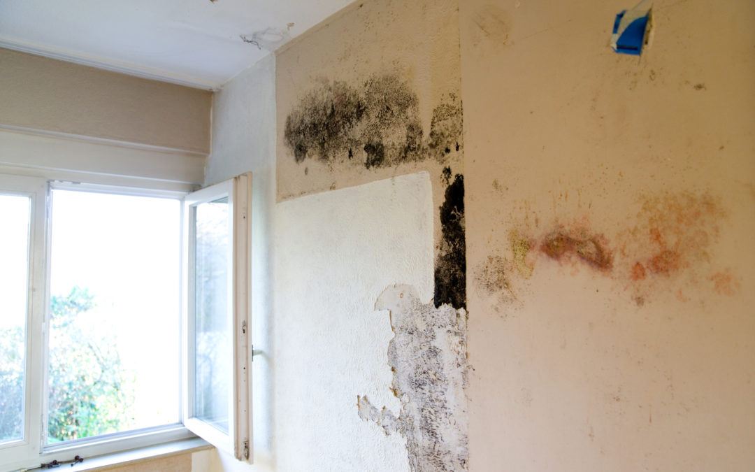 Tenants May Get Right to Sue Bad Landlords Over Poor Property