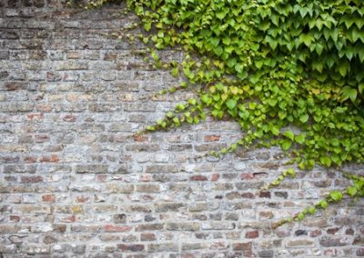 Knotweed Suffers From Fearsome False Reputation