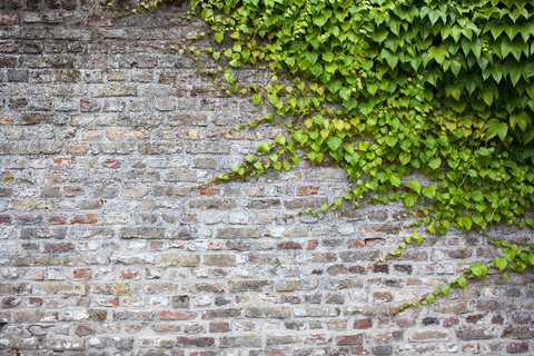 Knotweed Suffers From Fearsome False Reputation