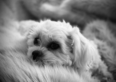 Unfair Buy to Let Pet Rents Set for Ban