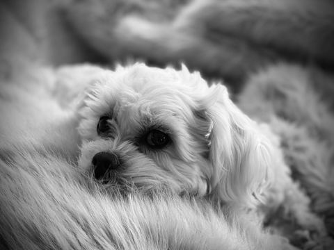 Unfair Buy to Let Pet Rents Set for Ban