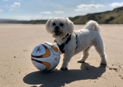 Minister Urges Landlords to Lift Bans on Pet-Owning Tenants
