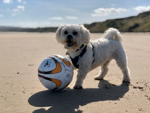 Minister Urges Landlords to Lift Bans on Pet-Owning Tenants