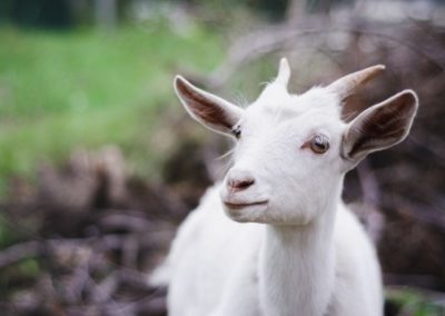Tenant Spotted Keeping Goat in Flat