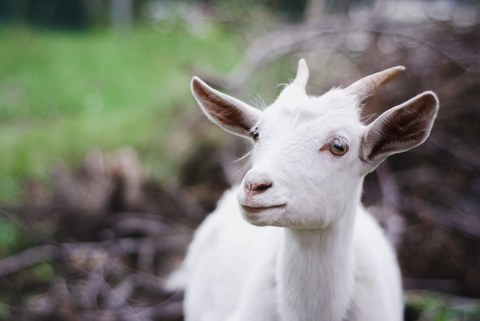 goat as a pet