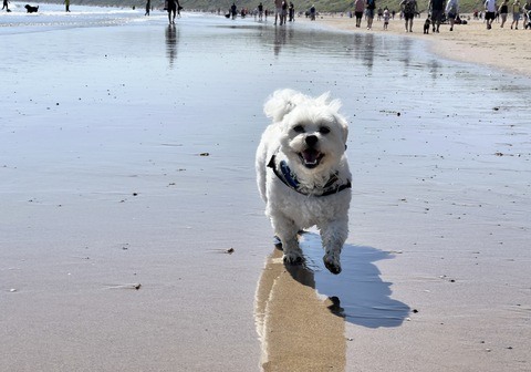 Pets (Toby on beach)